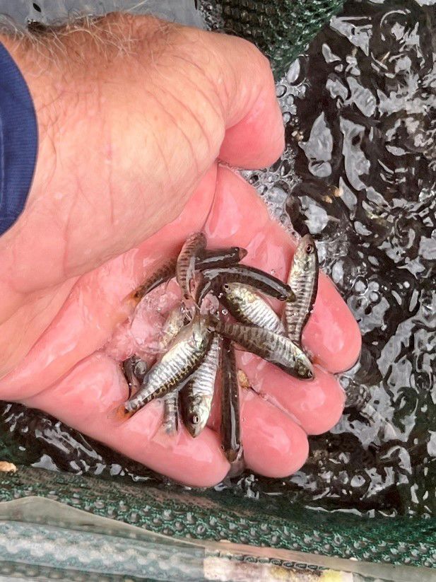 Shoal Bass fingerlings prior to being stocked into the Chipola River