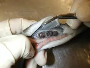 Nematodes inside of an eel